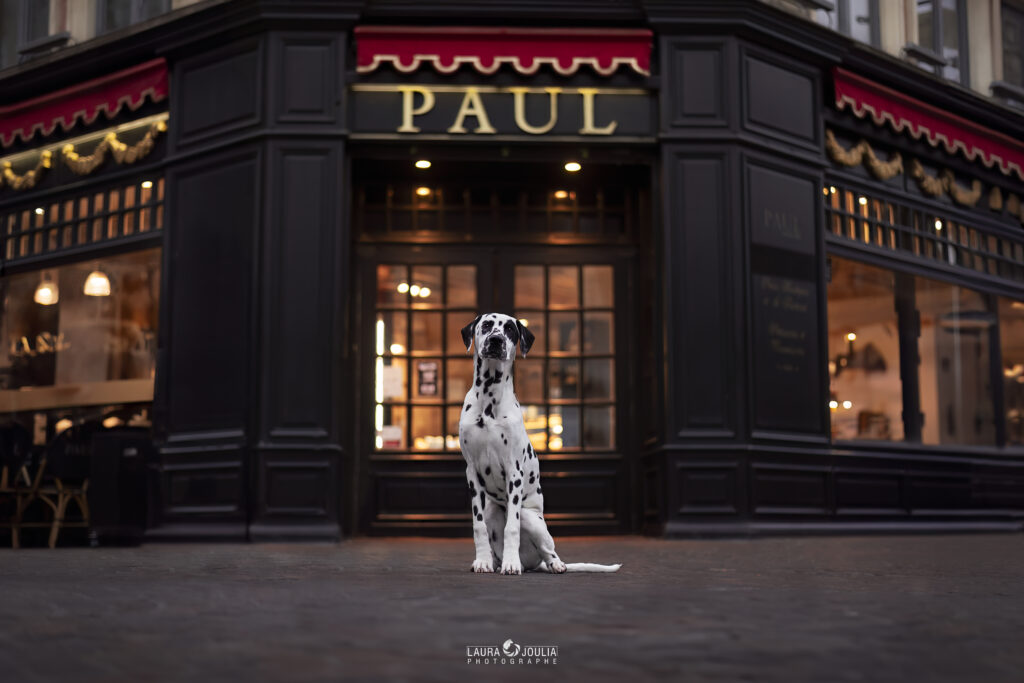 dalmatien vitrine paul photographe nord