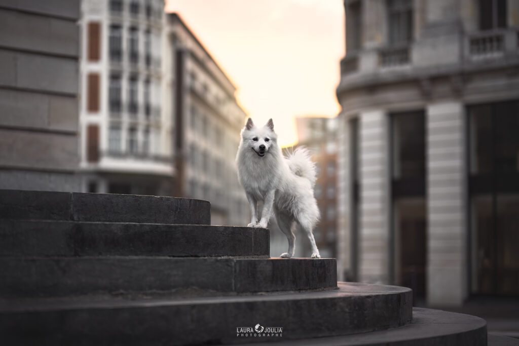 chien spitz allemand blanc ville