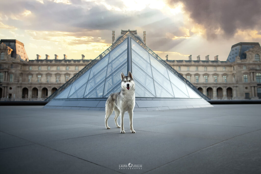 seance-photo-canine-au-louvre